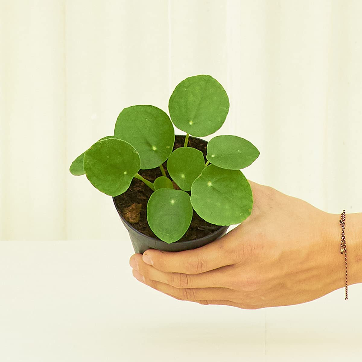 Chinese Money Plant - Pilea Peperomioides | Live, Easy to Grow and Low Maintenance Houseplant (4-Inch Pot)