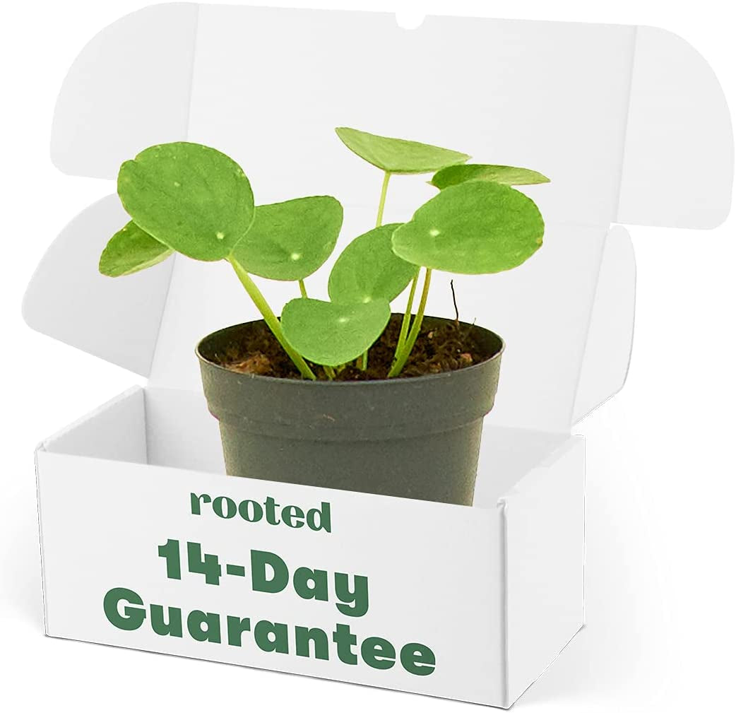 Chinese Money Plant - Pilea Peperomioides | Live, Easy to Grow and Low Maintenance Houseplant (4-Inch Pot)