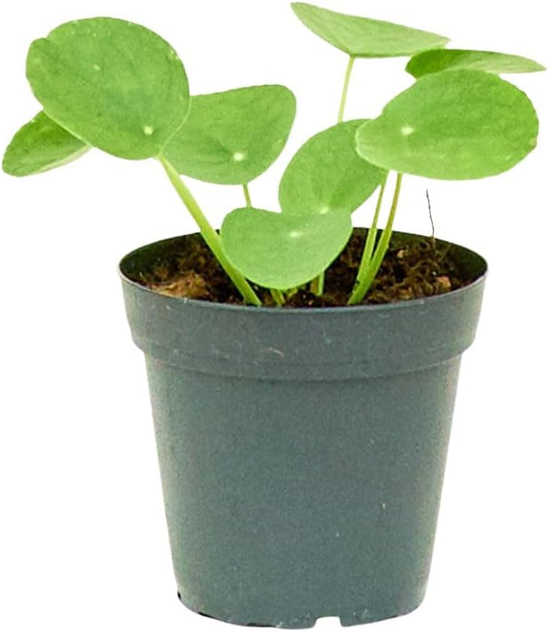 Chinese Money Plant - Pilea Peperomioides | Live, Easy to Grow and Low Maintenance Houseplant (4-Inch Pot)